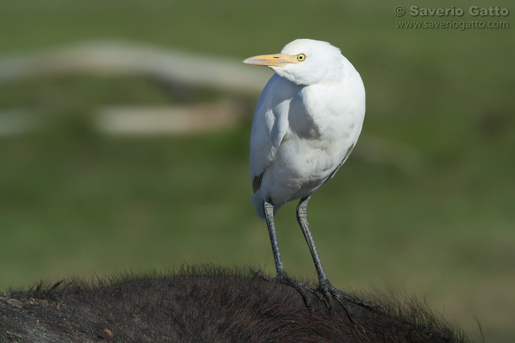 Cattle Egret