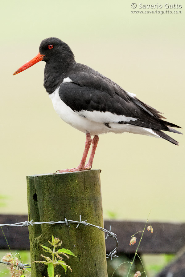 Eurasian Oystercatcher