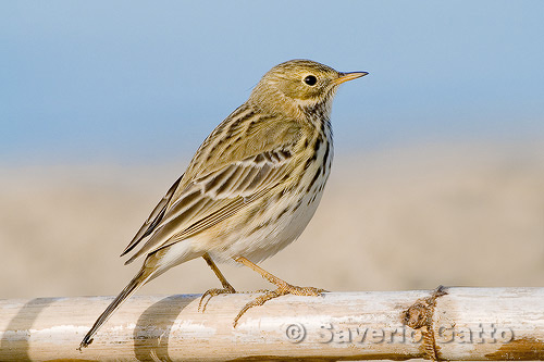 Meadow Pipit