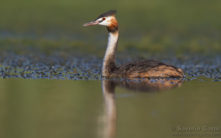 Great Crested Grebe