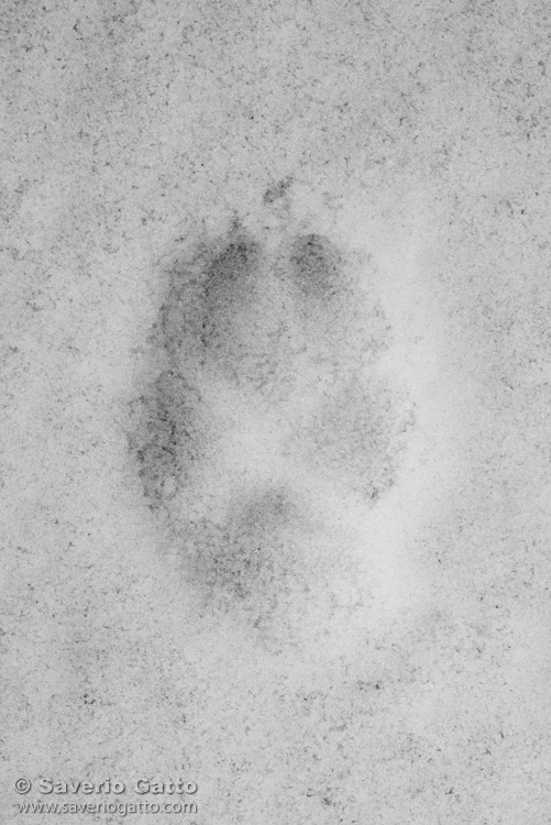 Red Fox Footprint