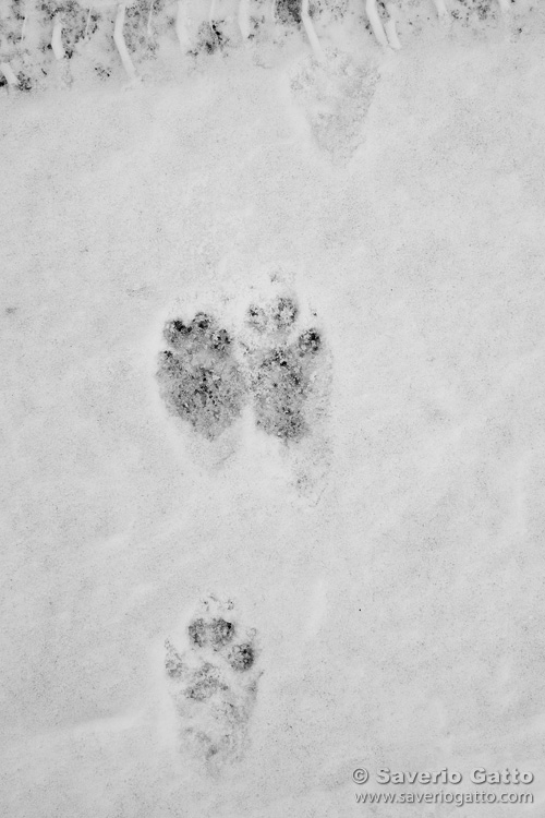 Hare's footprint