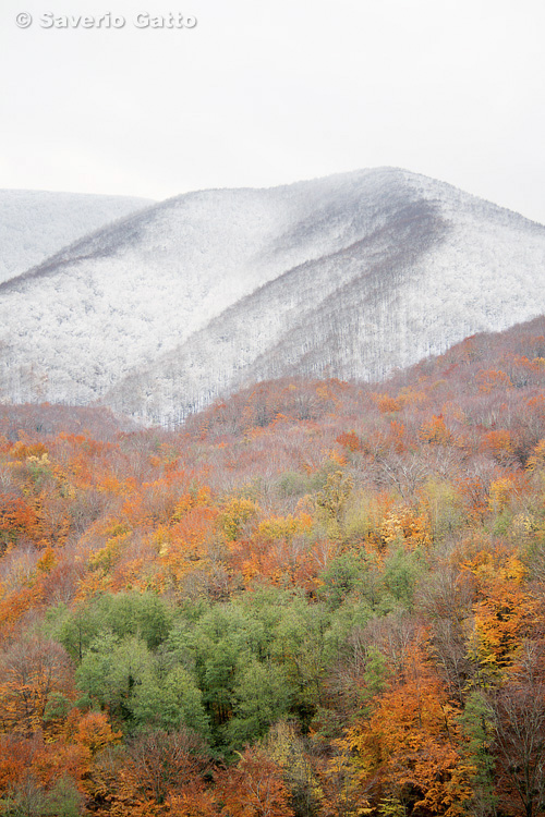 Polveracchio Mount