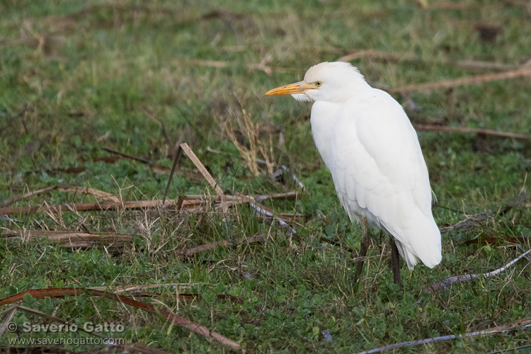 Cattle Egret