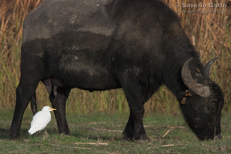 Cattle Egret