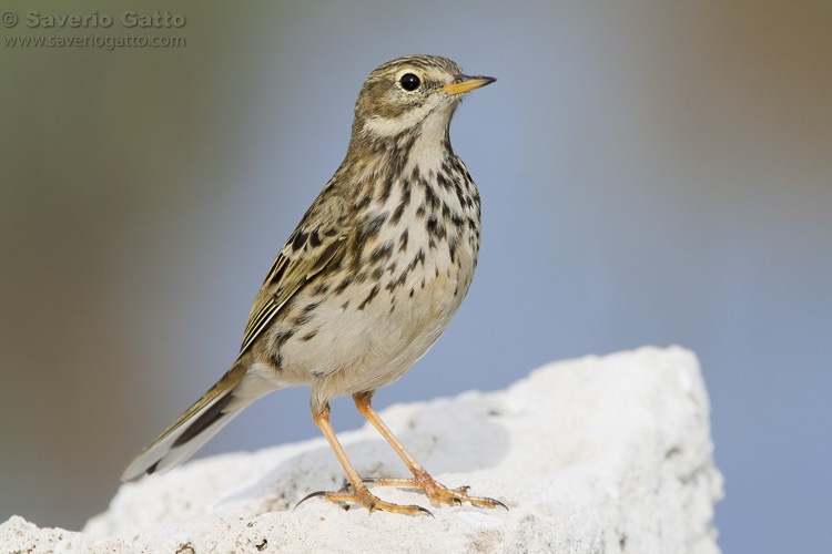 Meadow Pipit