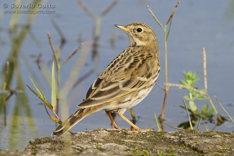 Meadow Pipit