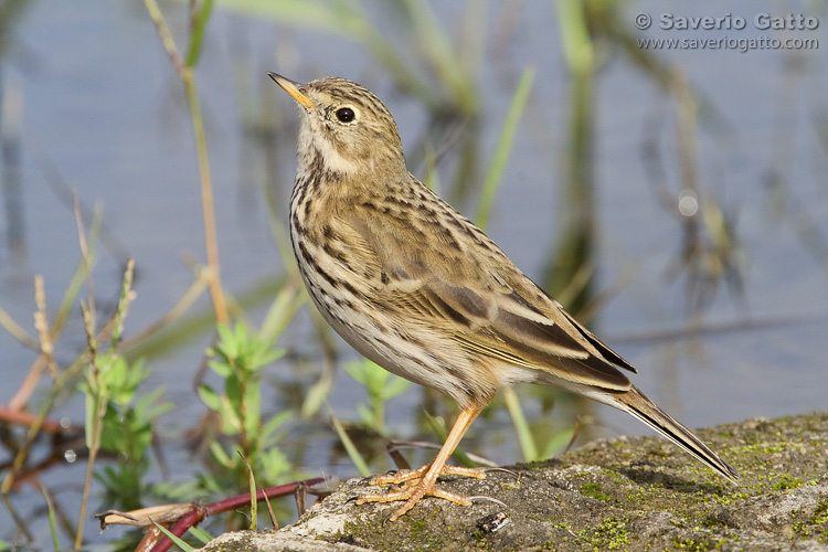 Meadow Pipit