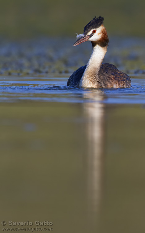 Great Crested Grebe