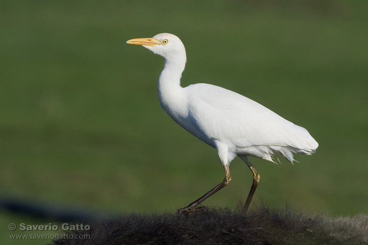 Cattle Egret