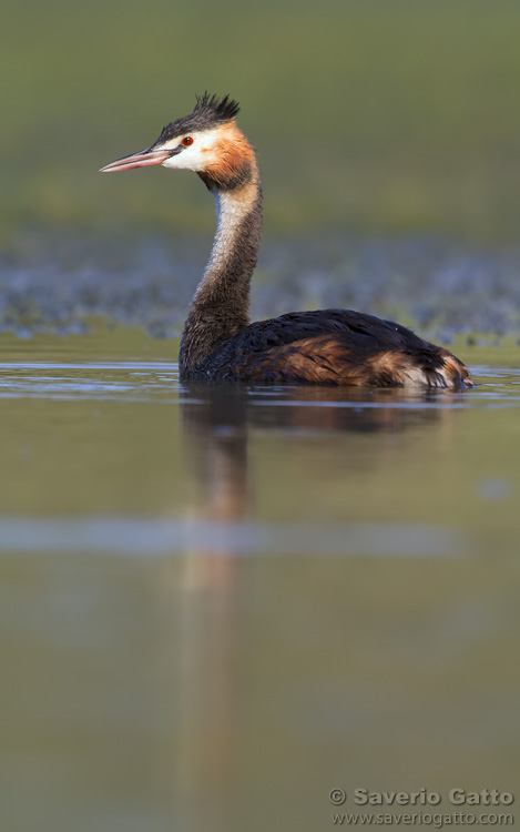 Great Crested Grebe