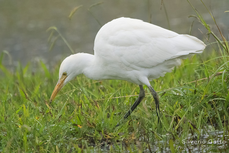 Cattle Egret