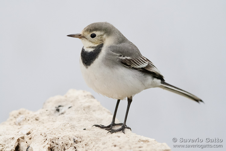 White Wagtail