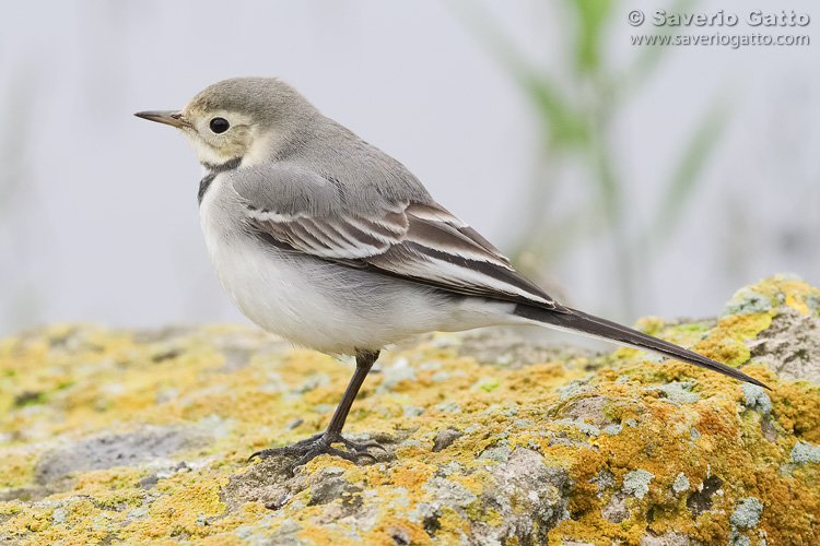 White Wagtail