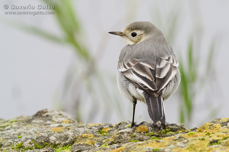 White Wagtail