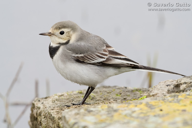 White Wagtail