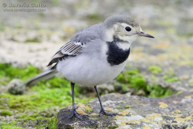 White Wagtail