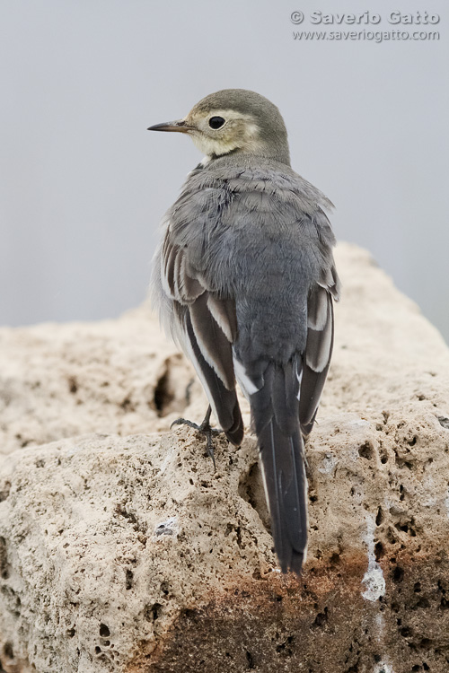 White Wagtail