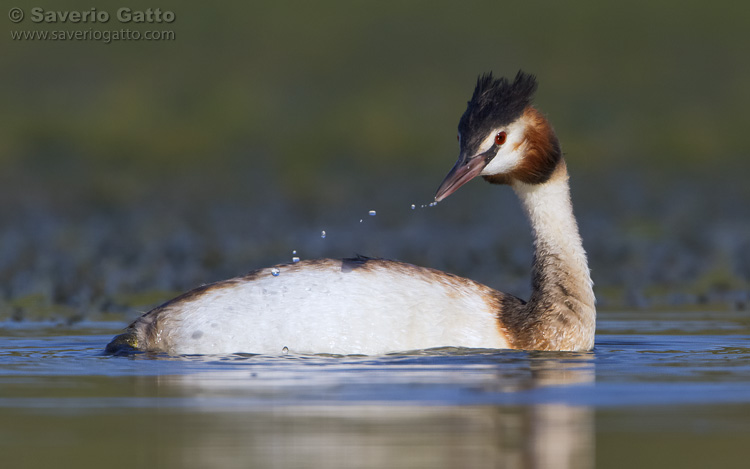 Great Crested Grebe