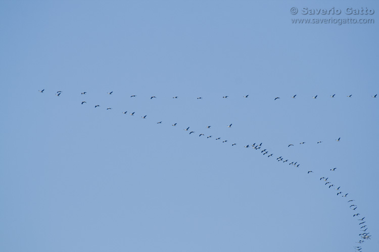 Flock of Cranes