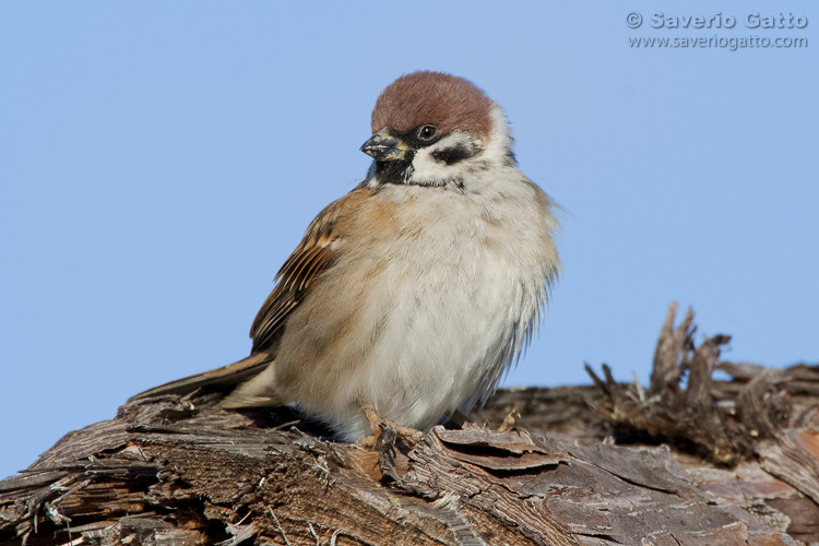 Eurasian Tree Sparrow