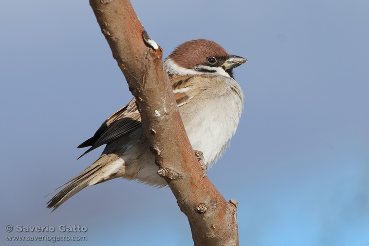 Eurasian Tree Sparrow