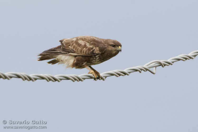 Common Buzzard