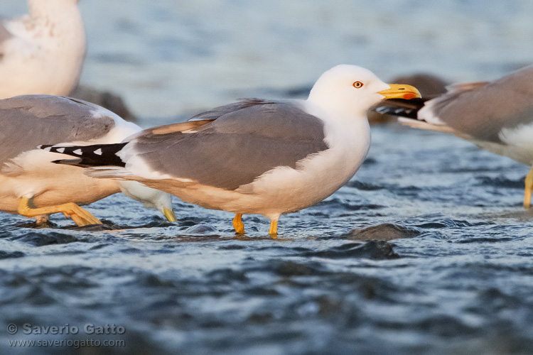 Yellow-legged Gull