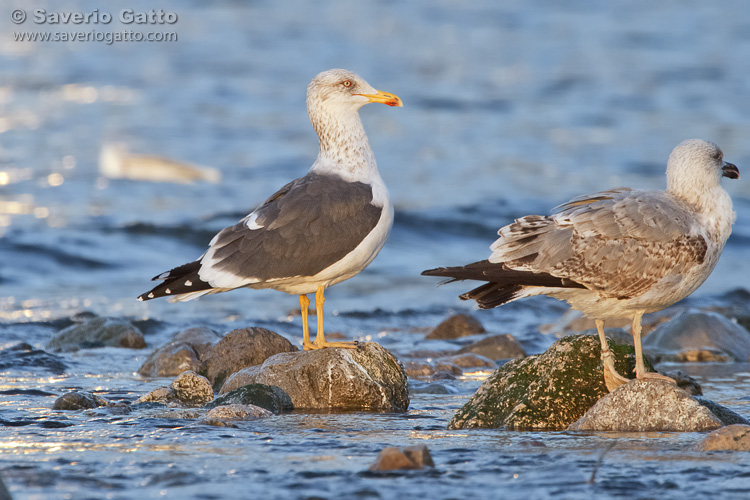 Lesser Black-backed Gull