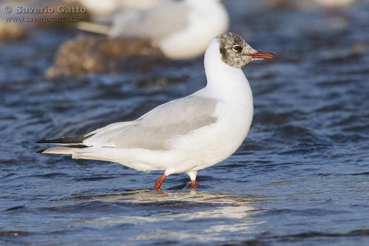 Black-headed Gull