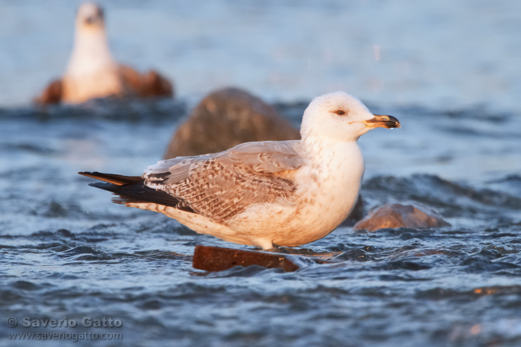 Yellow-legged Gull