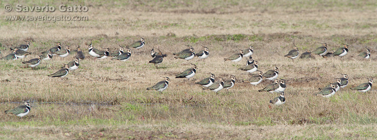 Northern Lapwing