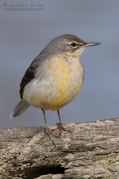 Grey Wagtail