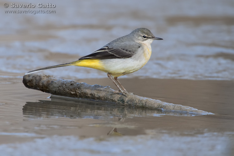 Grey Wagtail