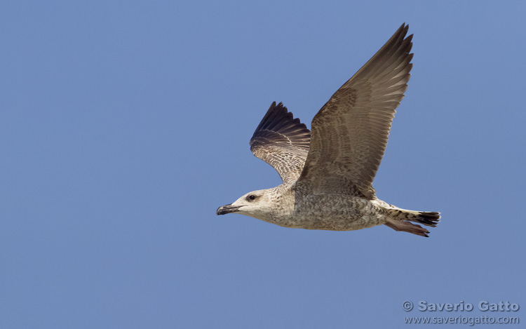 Yellow-legged Gull