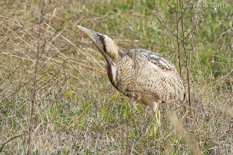 Bittern