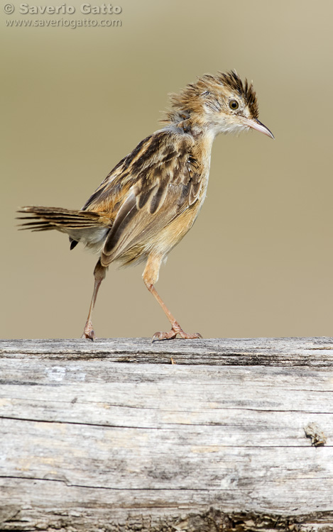 Zitting cisticola