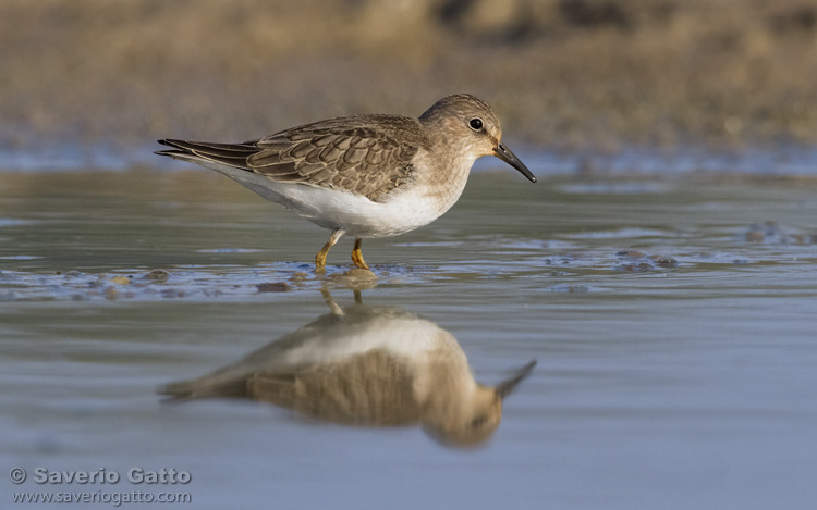 Temminck's Stint