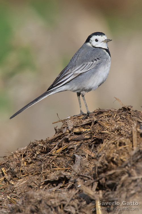 White Wagtail