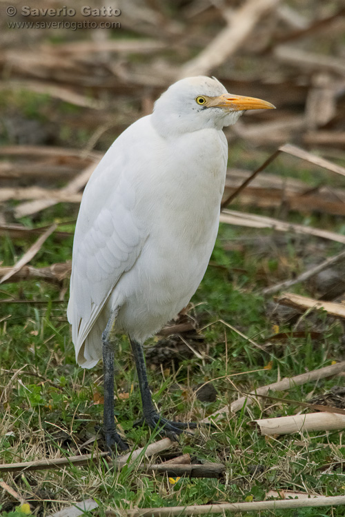 Cattle Egret