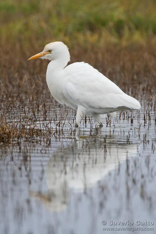 Cattle Egret