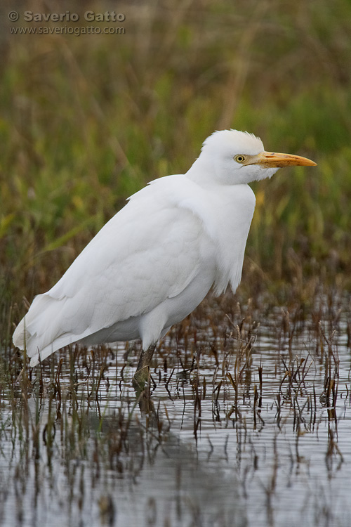 Cattle Egret