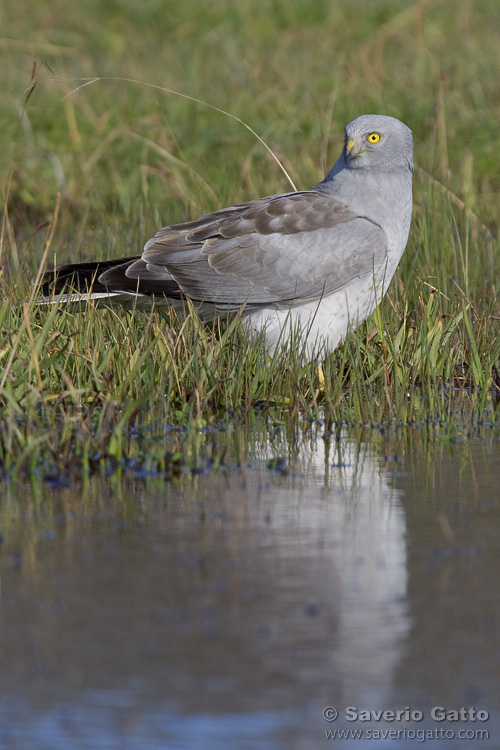 Hen Harrier