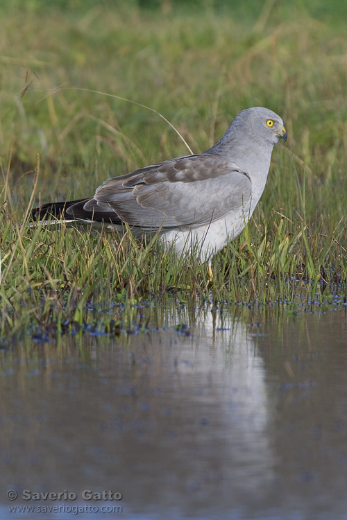 Hen Harrier