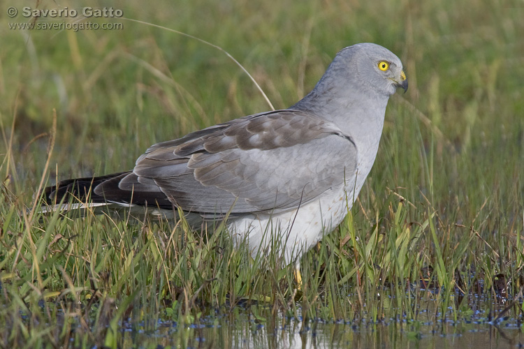 Hen Harrier