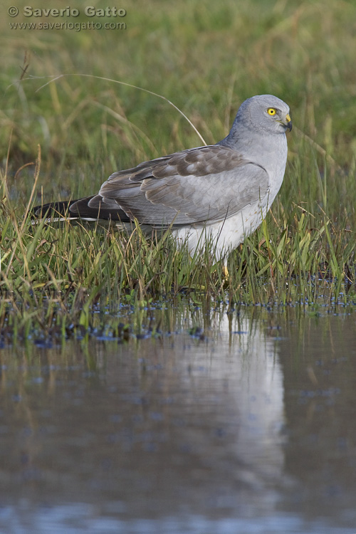 Hen Harrier