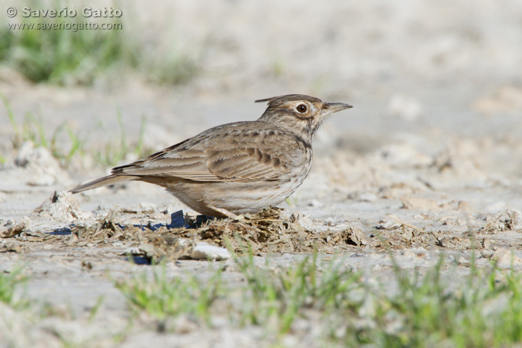 Crested Lark