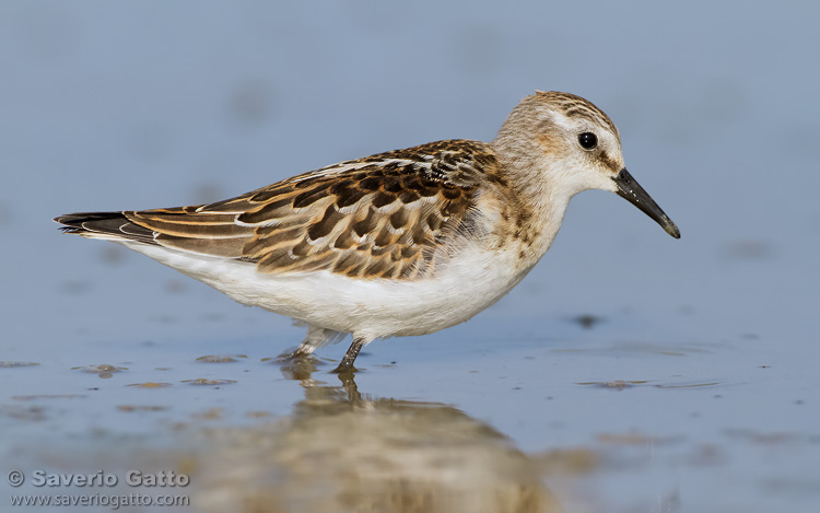 Little Stint