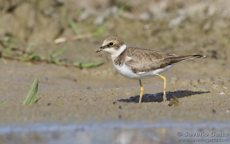 Little Ringed Plover