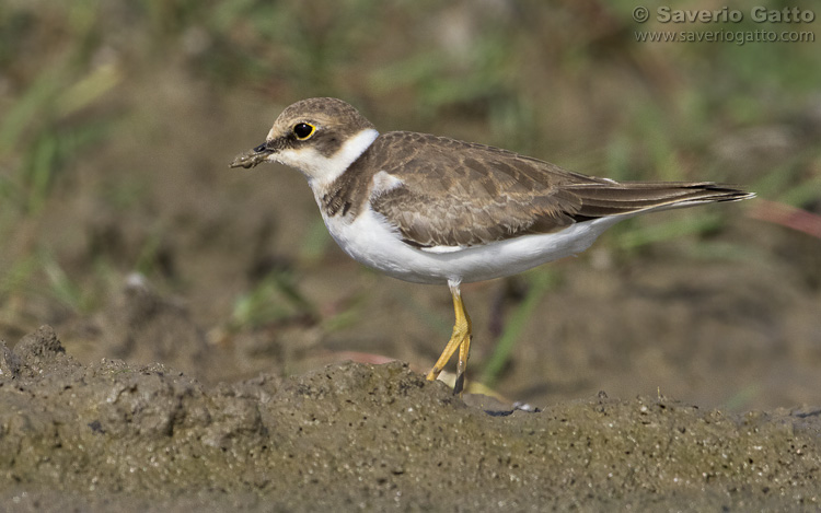 Little Ringed Plover